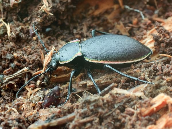 Carabus marginalis Fabricius, 1794